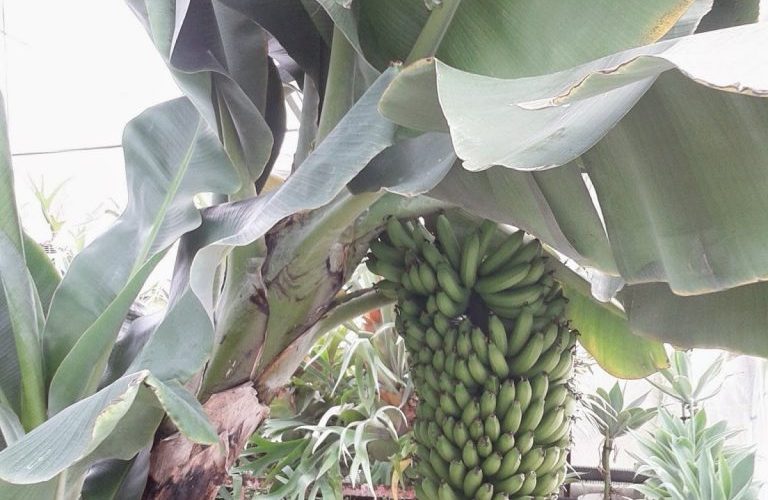 バナナの木を発見！